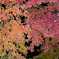 紅の龍