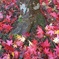 雨後の紅葉