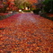 鷺森神社　紅いじゅうたん