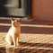 A cat in Marrakech