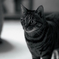 Every cat is really the most beautiful.