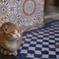 A cat in Fez