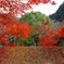 岐阜公園のもみじ