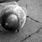 STEP