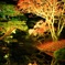 紅葉と松