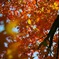 SDIM0794