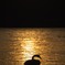 屈斜路湖の夕景