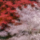 秋彩に白き華咲く
