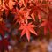 紅く