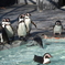 ダイブするペンギン　その1