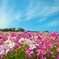 秋桜