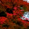 燃えるような紅葉