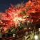 紅葉ライトアップ