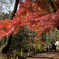 紅葉のスケッチ