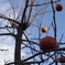 Some sour persimmons. 