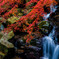 渓流と紅葉