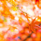 紅葉　Ⅰ