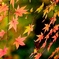 垂れ紅葉
