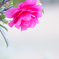 冬に咲く花