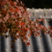 松山城　二の丸庭園　紅葉