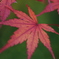 IMG_0056_紅葉