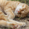 夢の途中(=^・・^=)