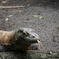Komodo Dragon