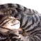 ニャンモナイト