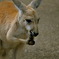 　カンガルー