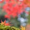 秋 落ちて