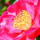山茶花