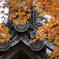赤山に降る星