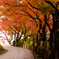 紅葉並木