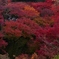 京都 東福寺 もみじの盛宴