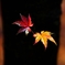 残　肴（ざんこう）