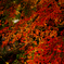 紅く燃ゆる