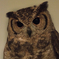 フクロウカフェから_その1