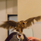 フクロウカフェから_その2