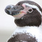 フンボルト　ペンギン