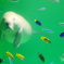 ジュゴンと魚たち