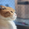 見つめる猫