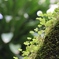 植物園の草木　その1