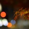 街の中の紅葉