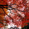 贅の紅
