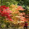 2014紅葉　山崎最上山