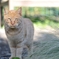 stray cat