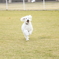 愛犬と湯布院旅行