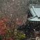 貞照寺初雪#2