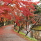 紅葉の道