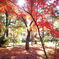 平林寺のカラフルな紅葉